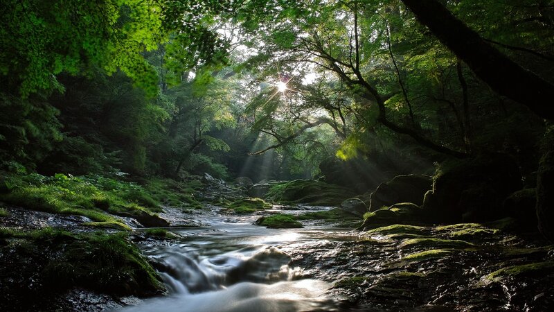 Sunlight through forest stream