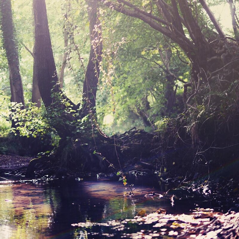 Sunlight through forest stream