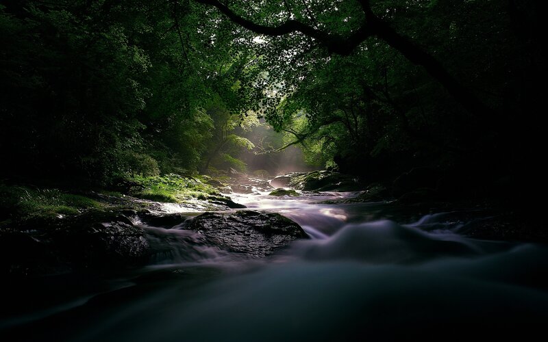 Sunlight through forest stream