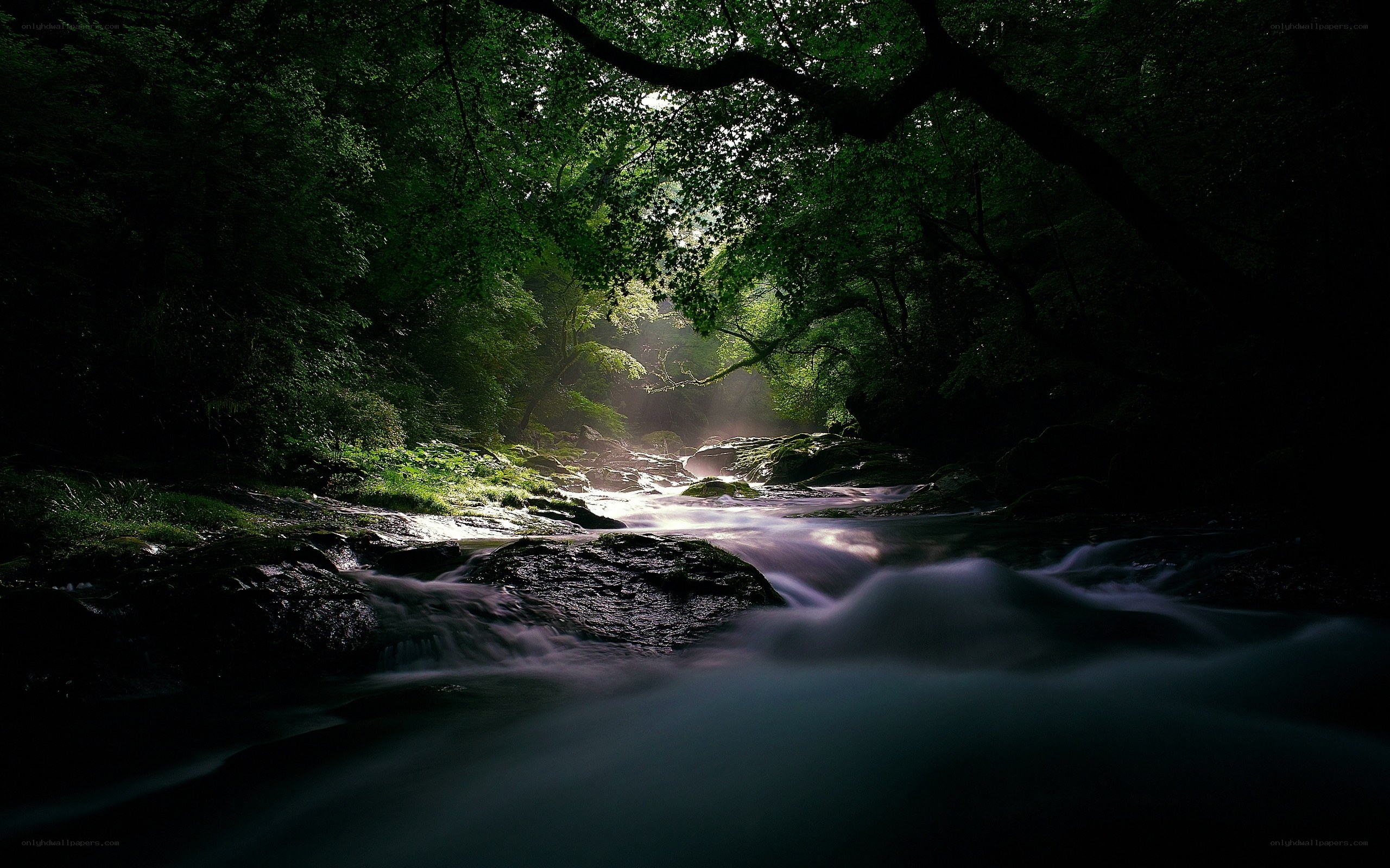 Sunlight through forest stream