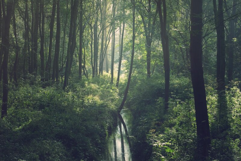 Sunlight through forest stream