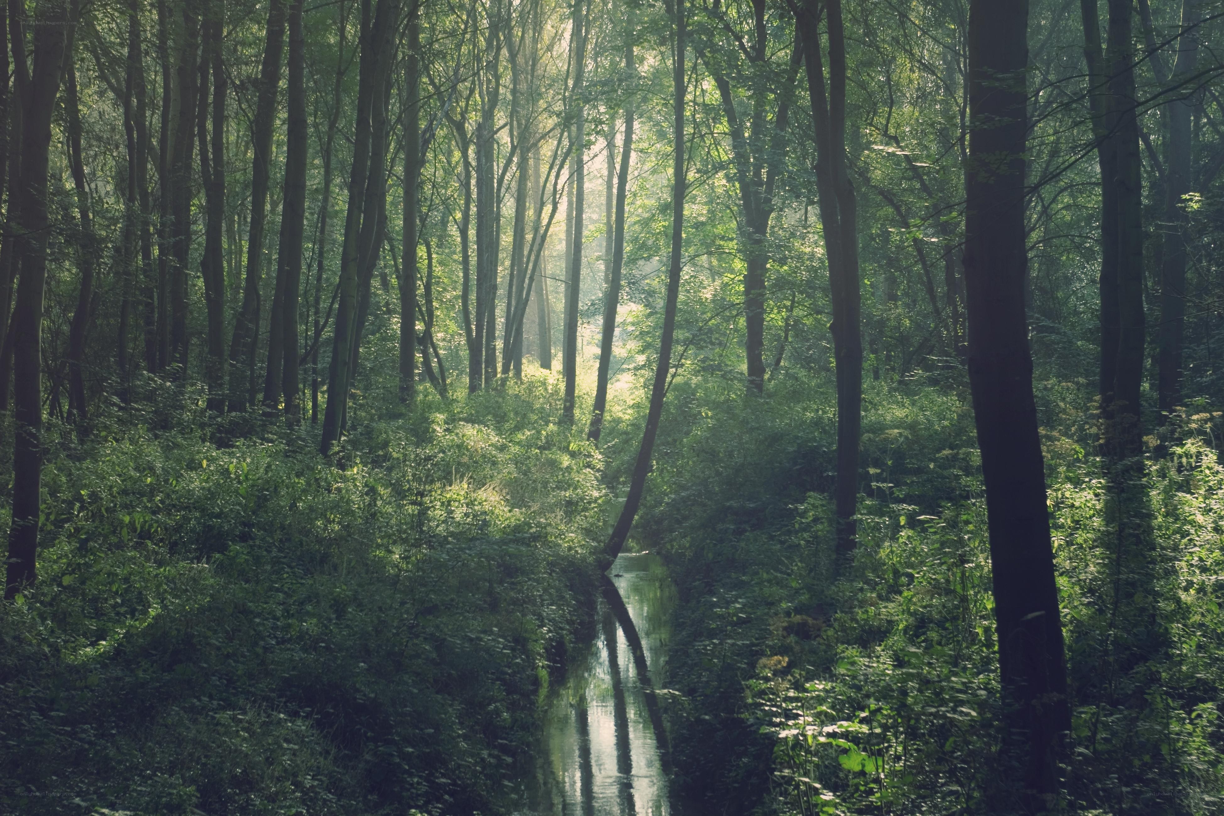 Sunlight through forest stream