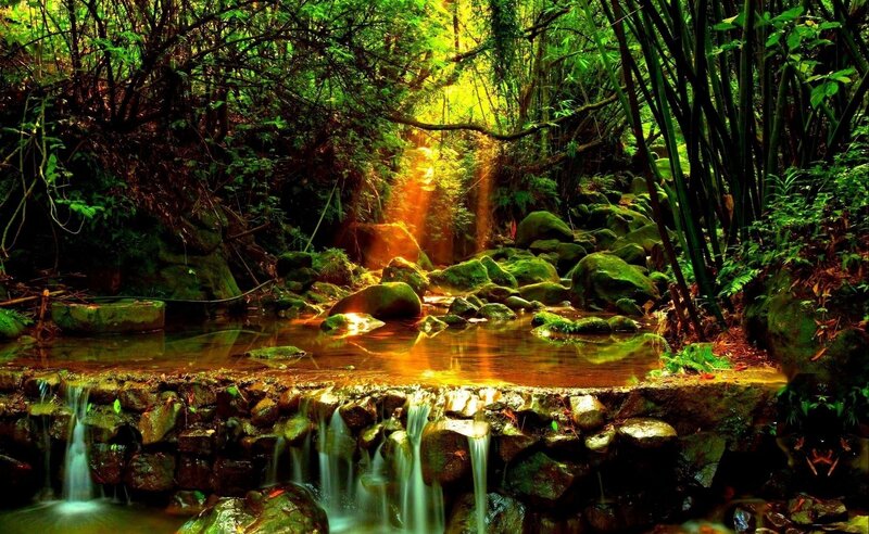 Sunlight through forest stream