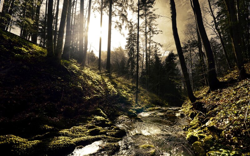 Sunlight through forest stream