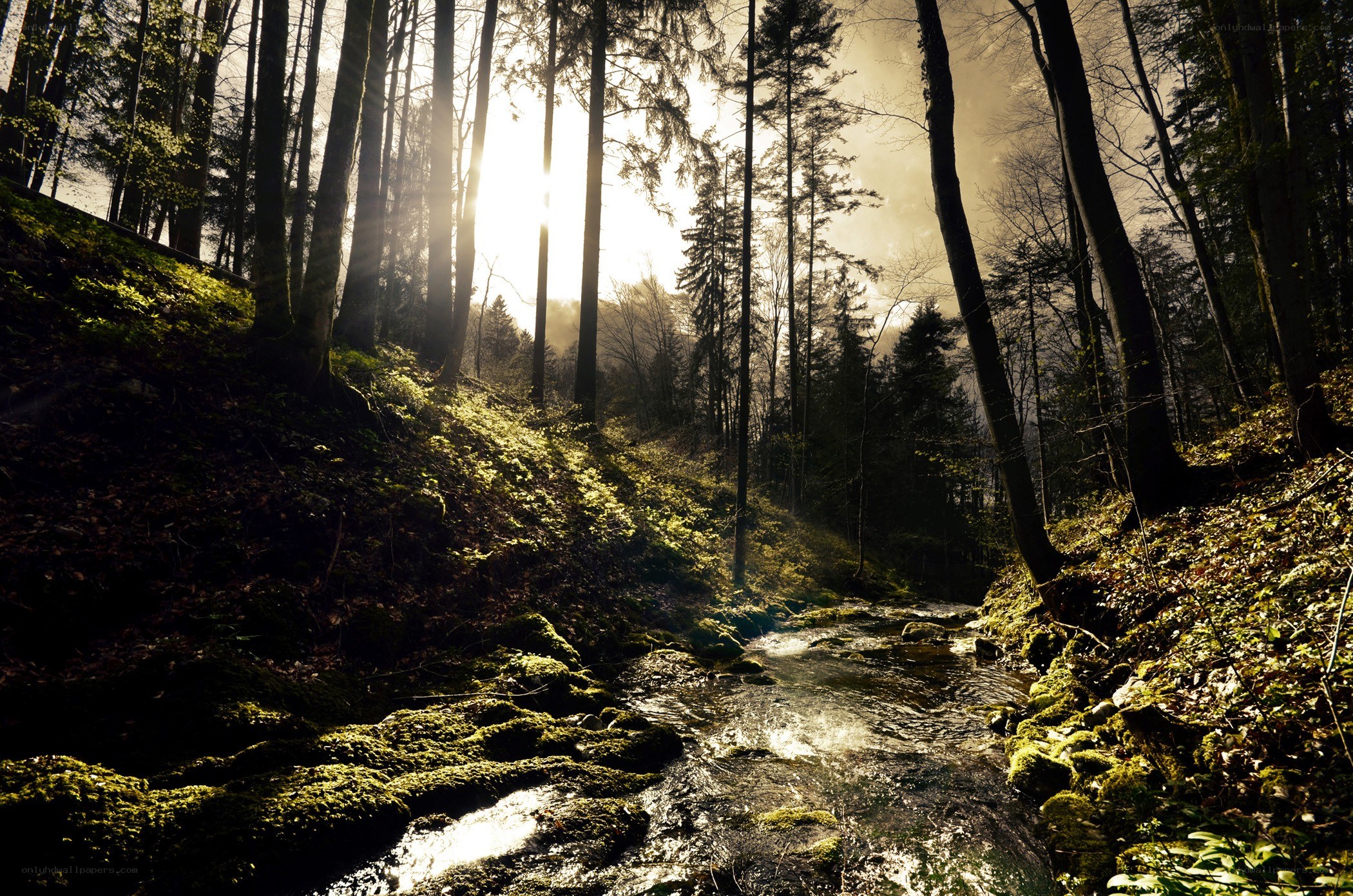 Sunlight through forest stream