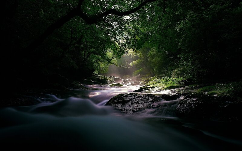 Sunlight through forest stream