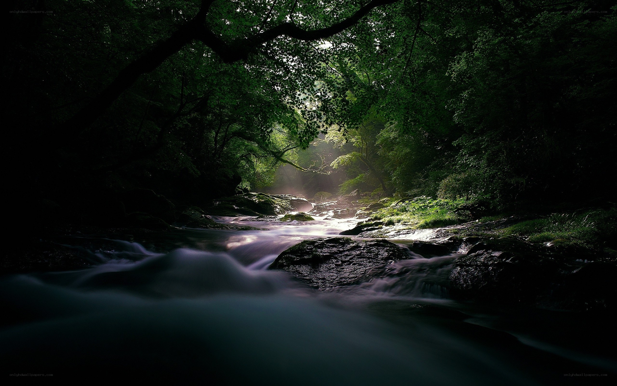 Sunlight through forest stream