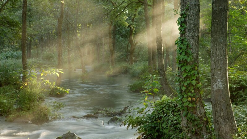 Sunlight through forest stream