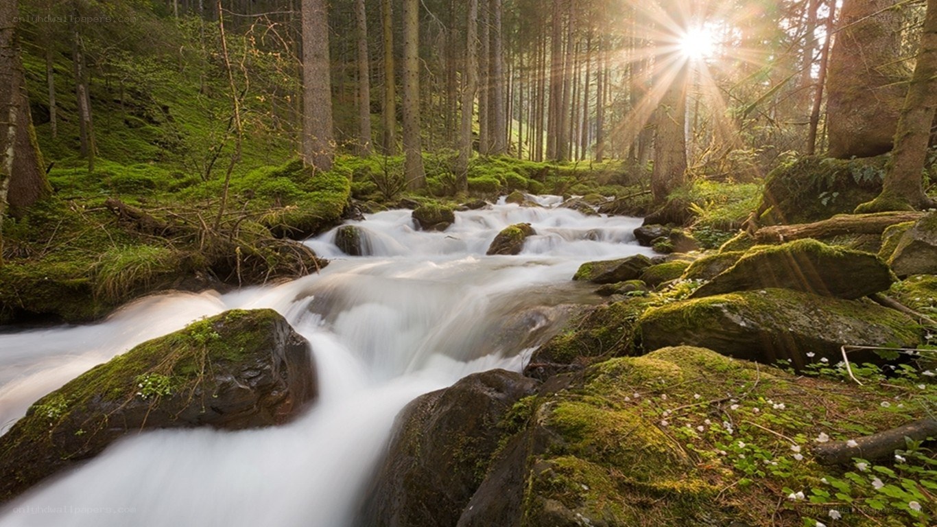 Sunlight through forest stream