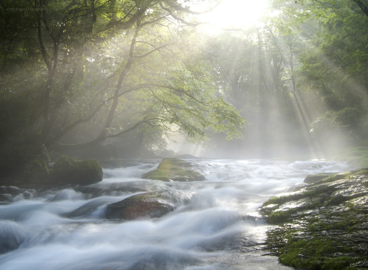 Sunlight through forest stream