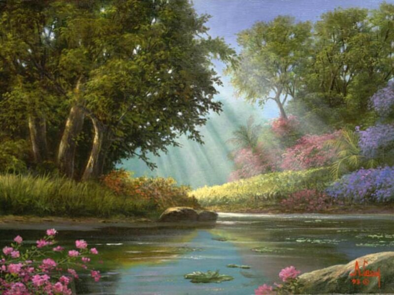 Sunlight through forest stream