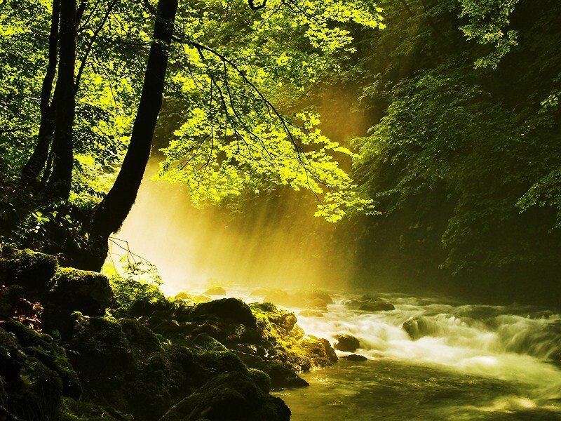 Sunlight through forest stream