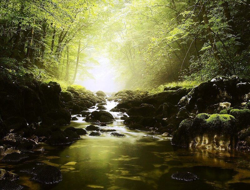Sunlight through forest stream