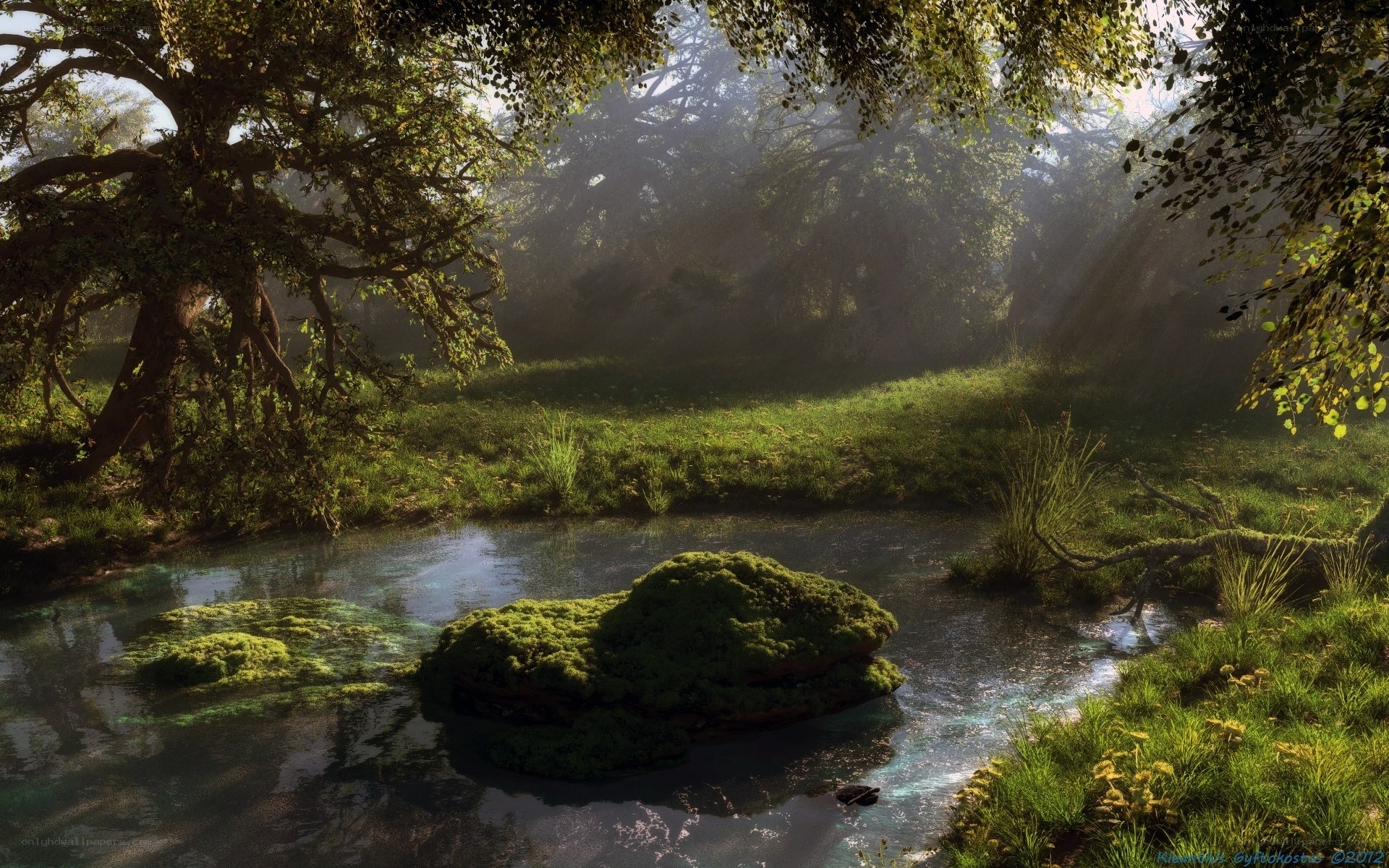 Sunlight through forest stream