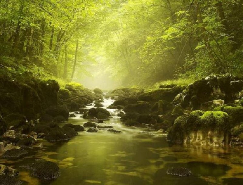 Sunlight through forest stream