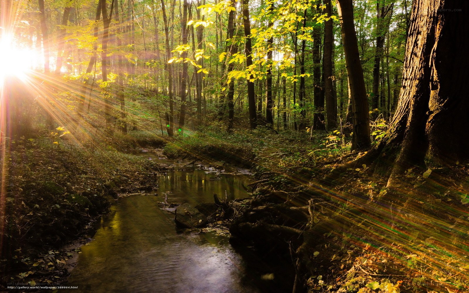 Sunlight through forest stream