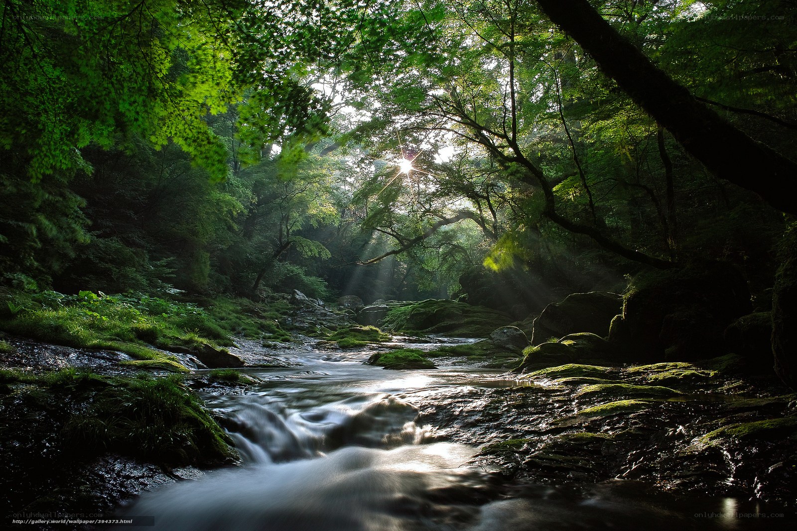 Sunlight through forest stream