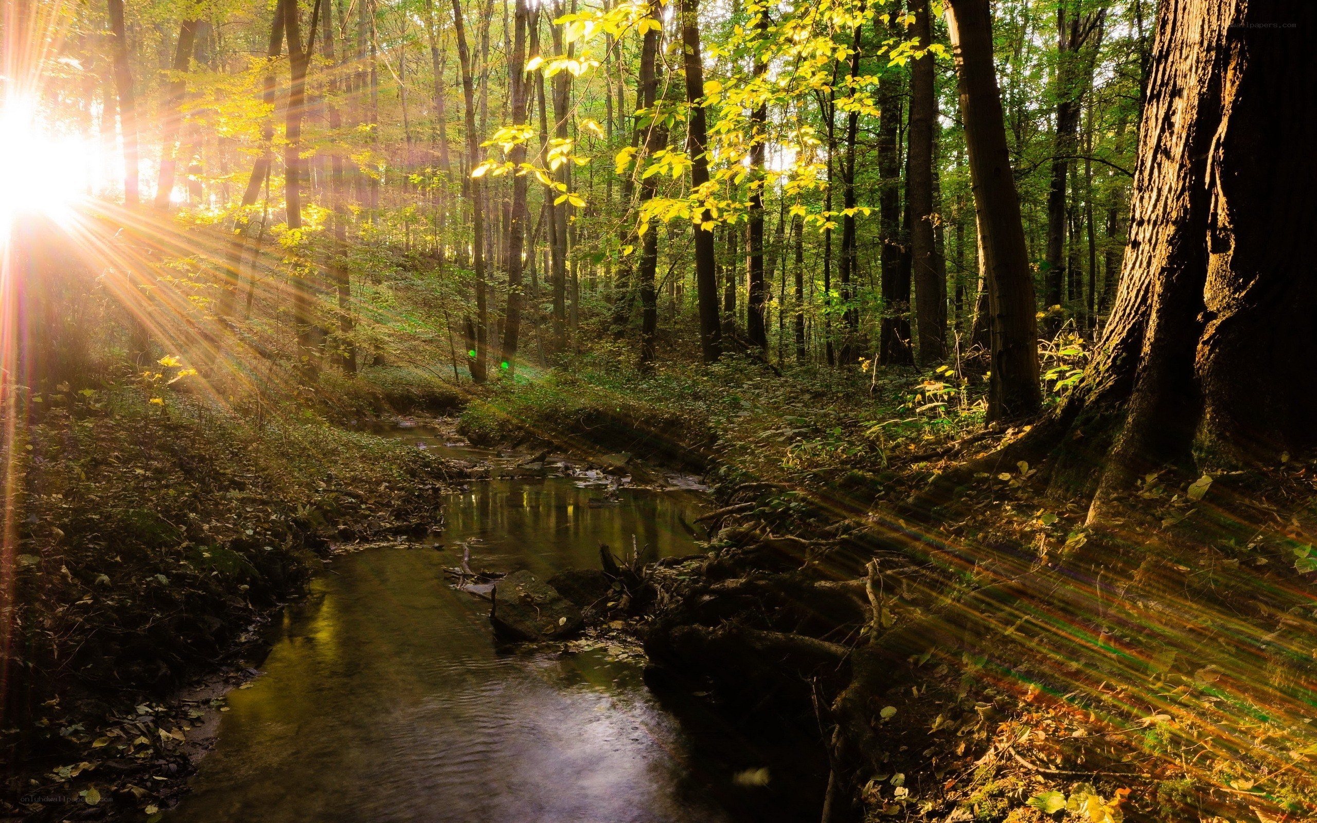 Sunlight through forest stream