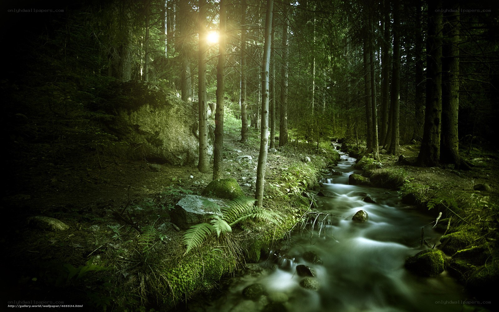 Sunlight through forest stream