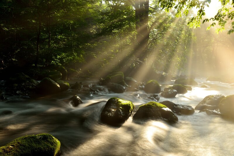 Sunlight Through Forest Stream — Green, Serene