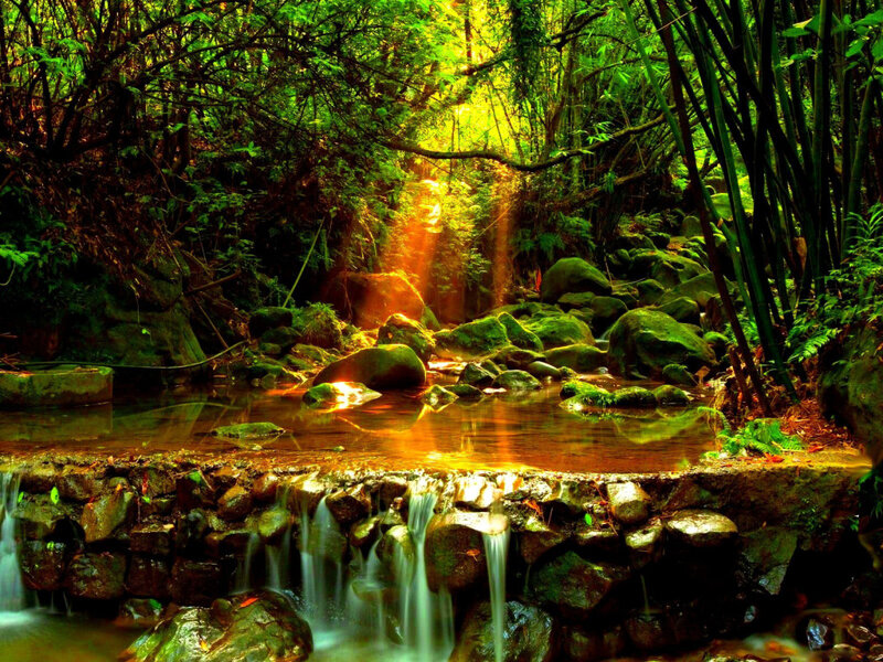 Sunlight Through Forest Stream — Green