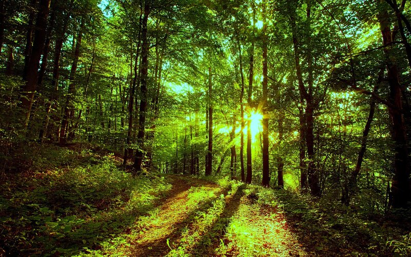 Sunlight Through Forest — Sun, Brown