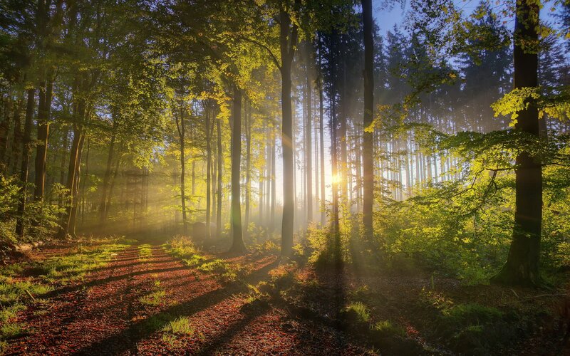 Sunlight Through Forest — Sunbeams, Brown