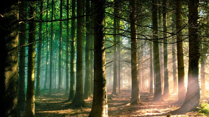 Sunlight Through Forest — Sunbeams, Mist