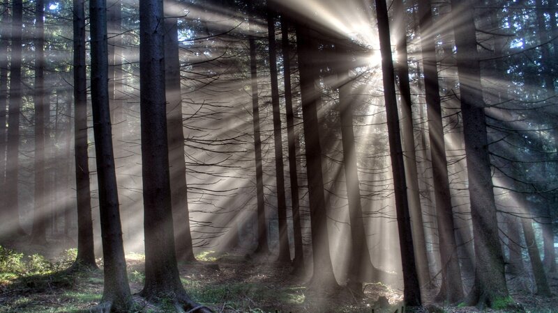 Sunlight Through Forest — Sunbeams, White