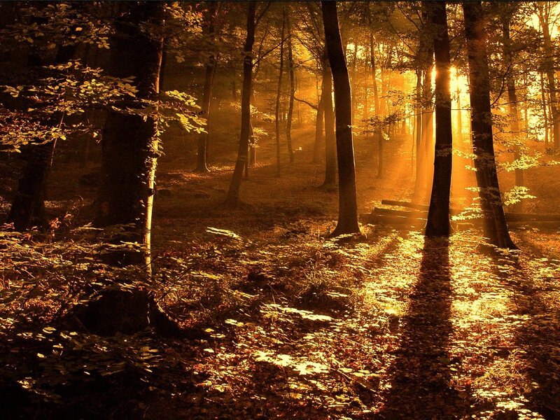 Sunlight Through Forest — Sunset, Leaves