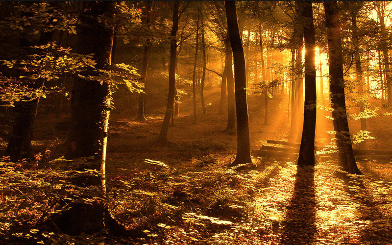 Sunlight Through Forest — Sunset, Photograph