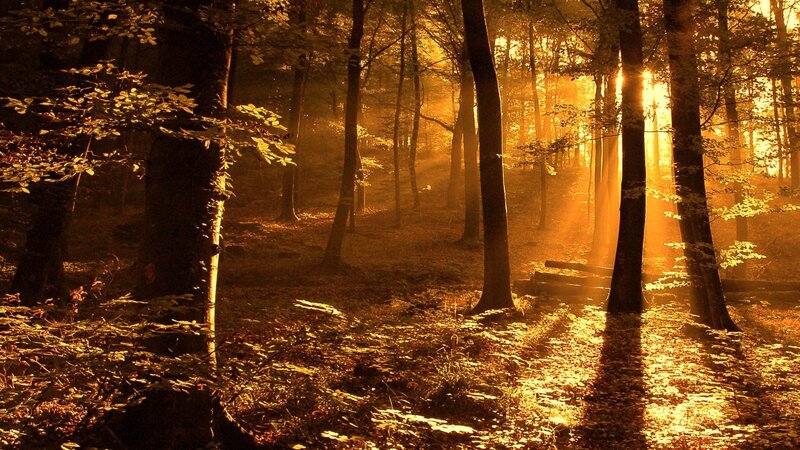 Sunlight Through Forest — Sunset