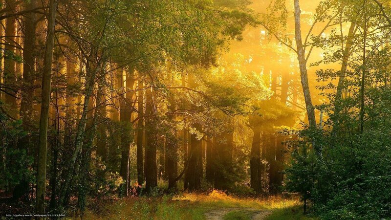 Sunlight through forest