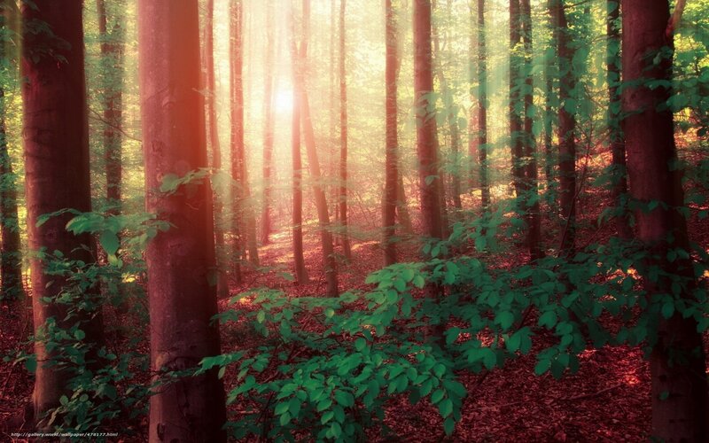 Sunlight through forest trees