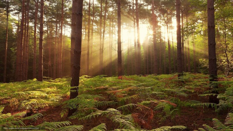 Sunlight through forest trees