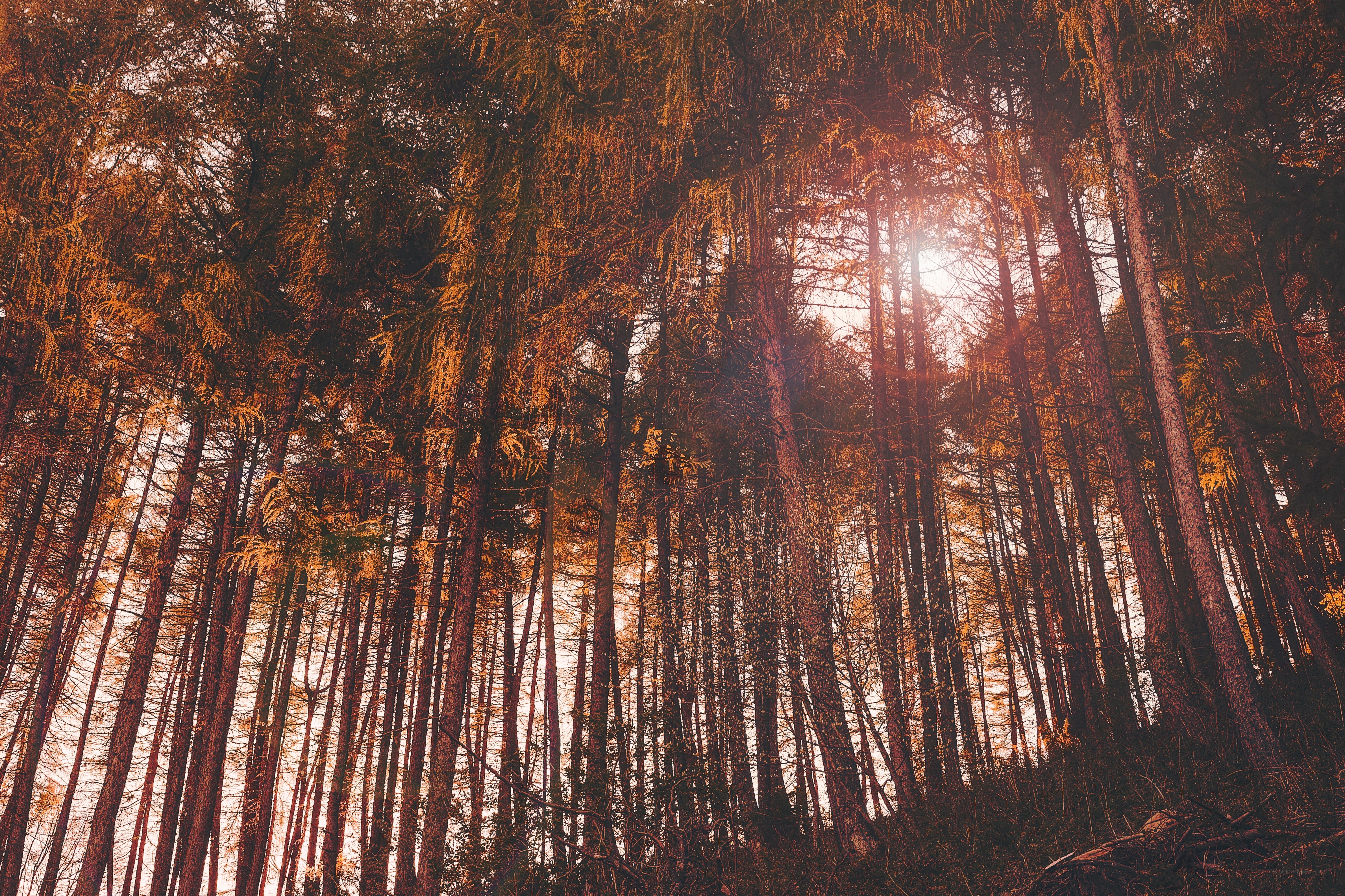 Sunlight through forest trees