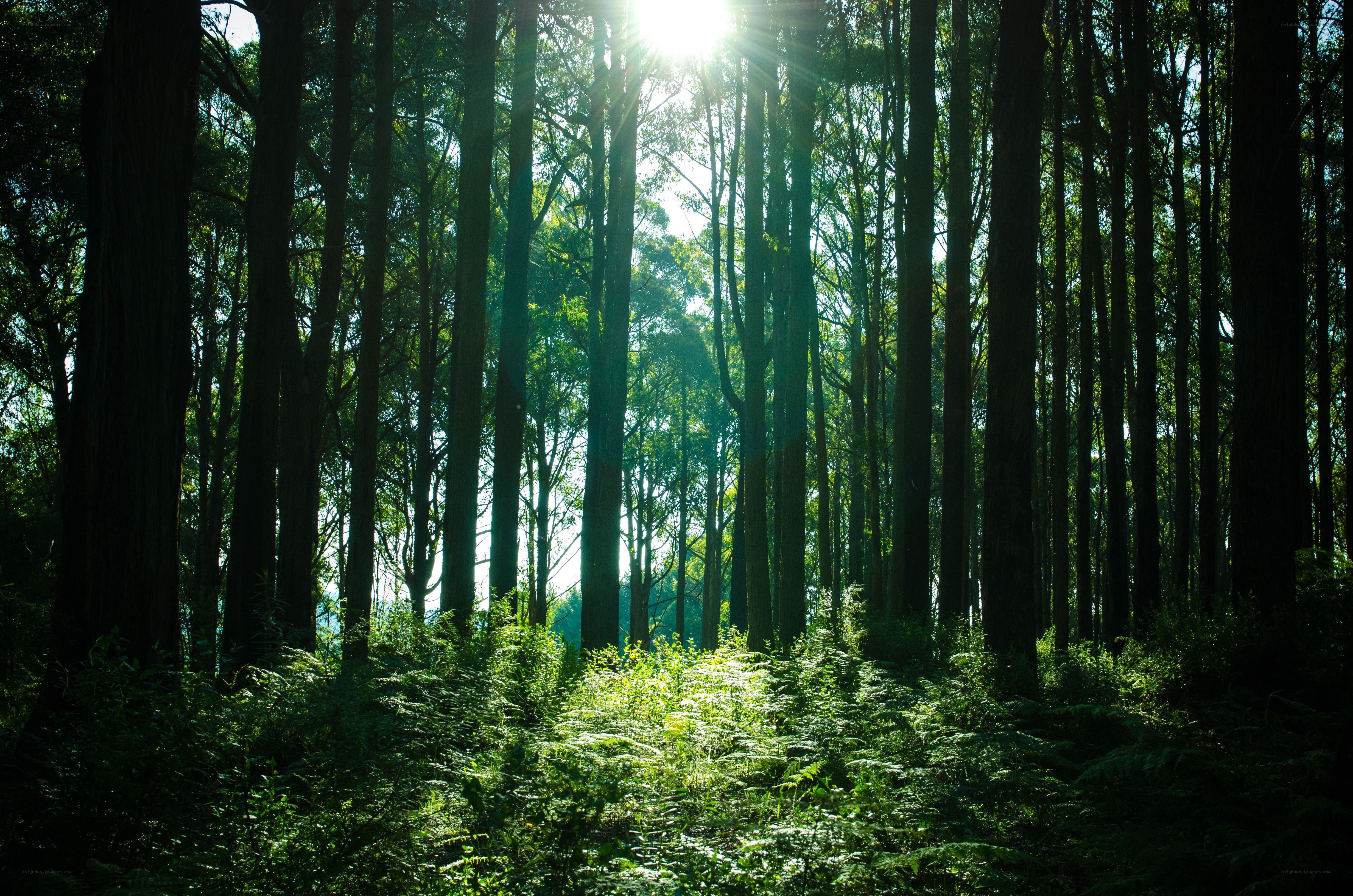 Sunlight through forest trees
