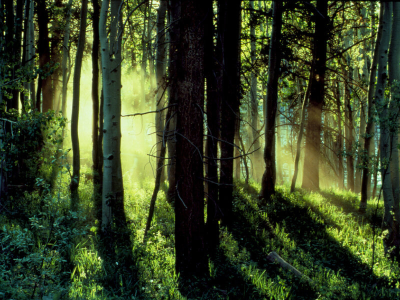 Sunlight through forest trees