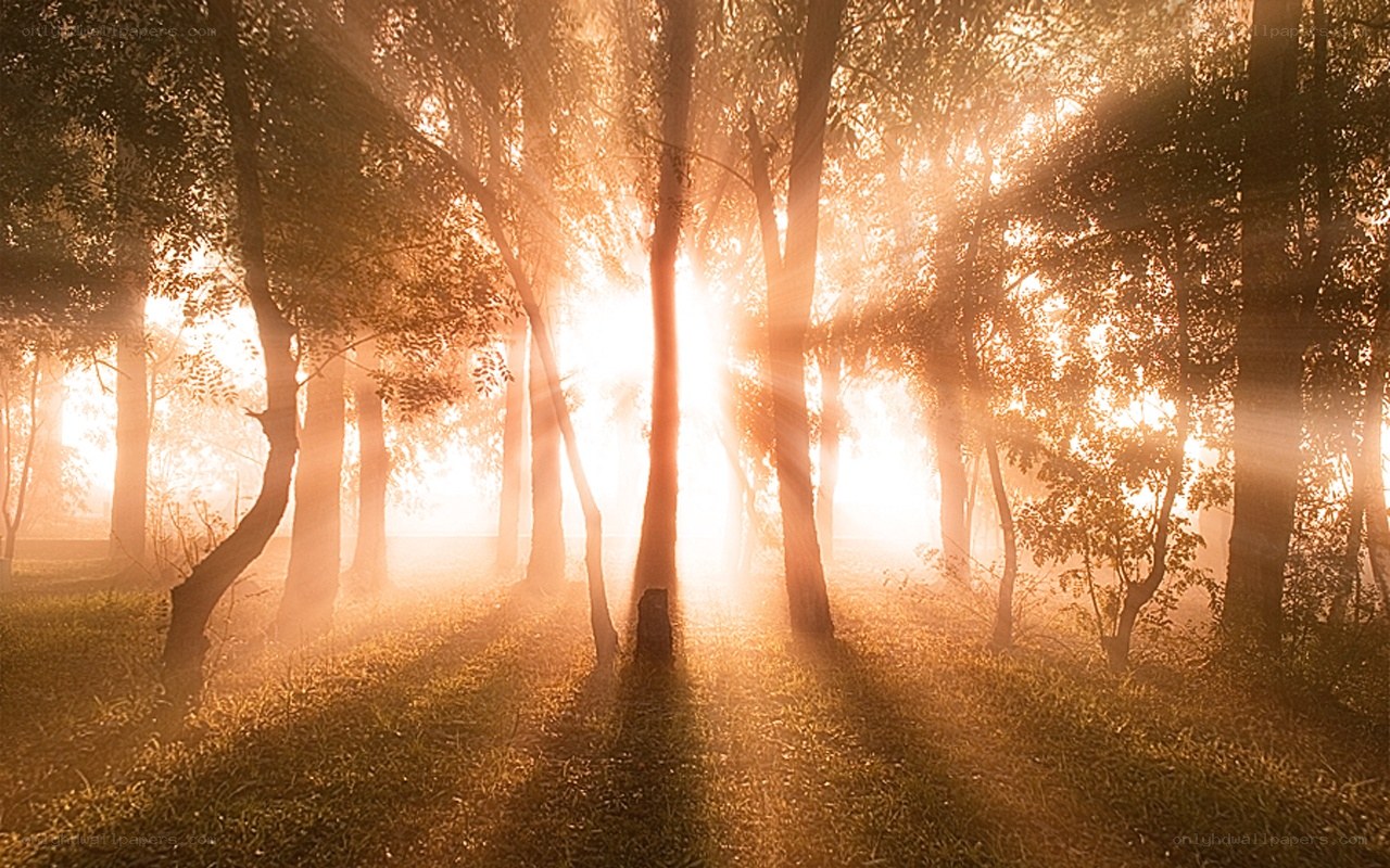 Sunlight through forest trees