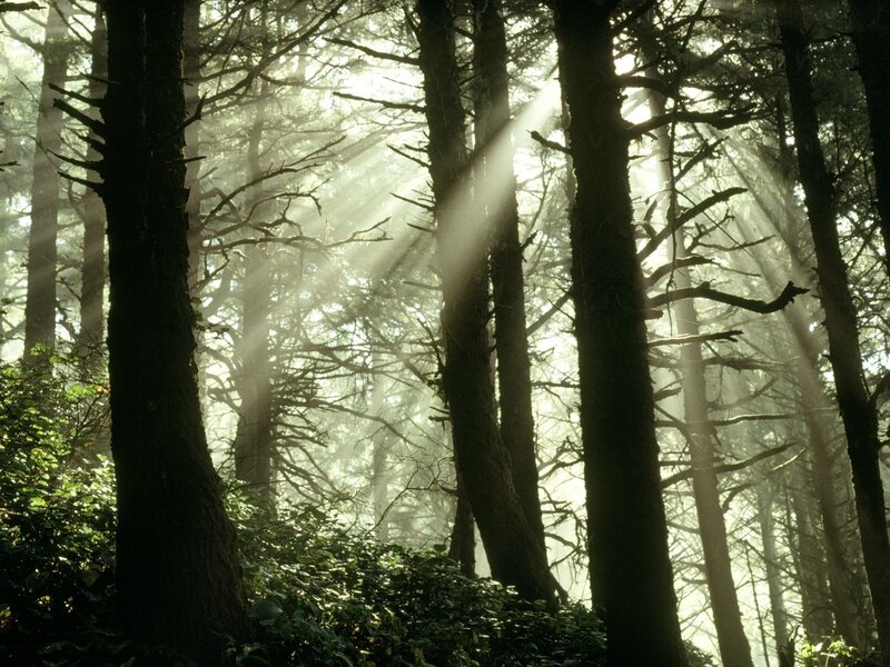Sunlight through forest trees