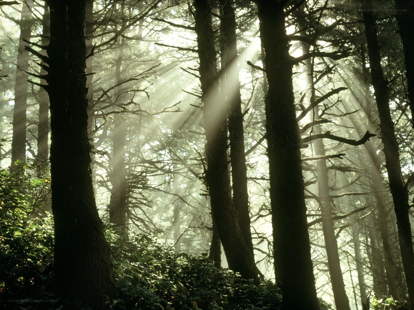 Sunlight through forest trees