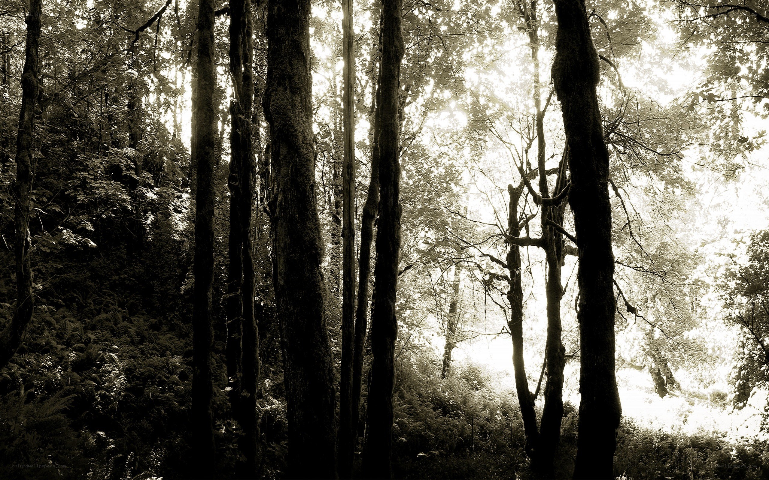 Sunlight through forest trees