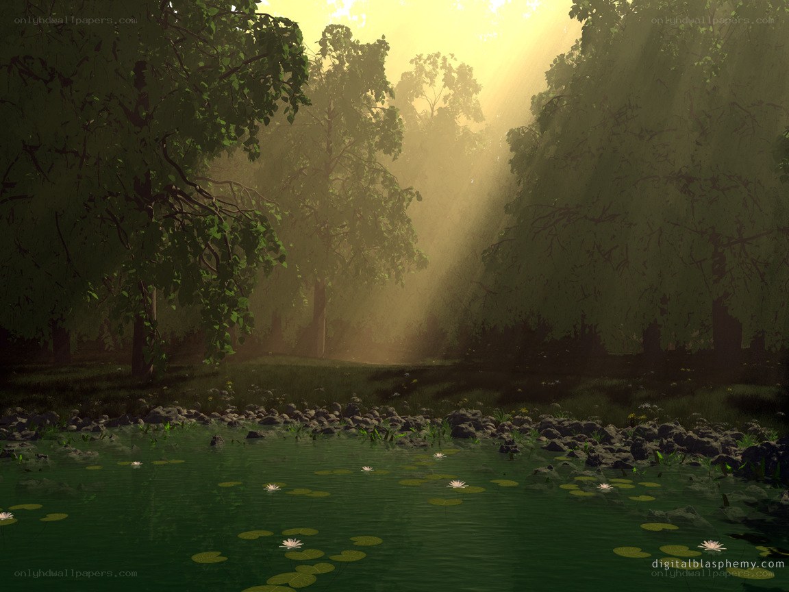 sunlight through forest trees