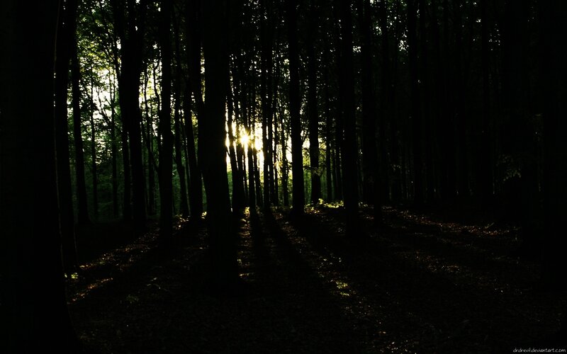 Sunlight through forest trees
