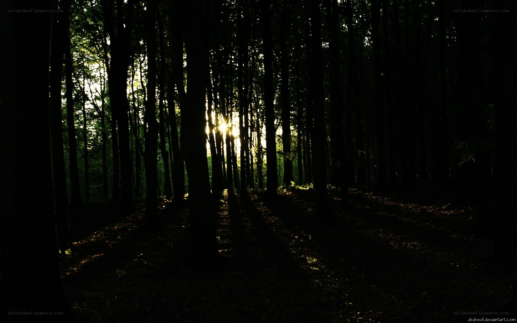 Sunlight through forest trees