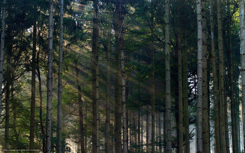 Sunlight through forest trees