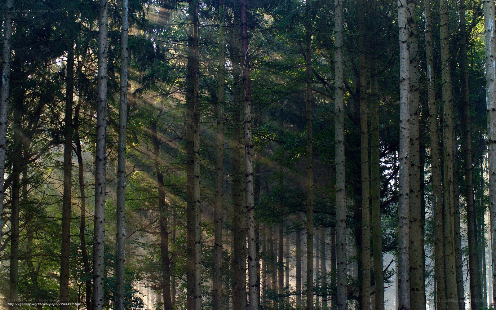 Sunlight through forest trees
