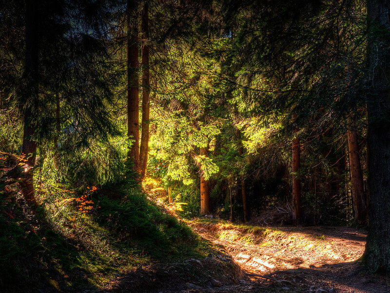 Sunlight through forest trees