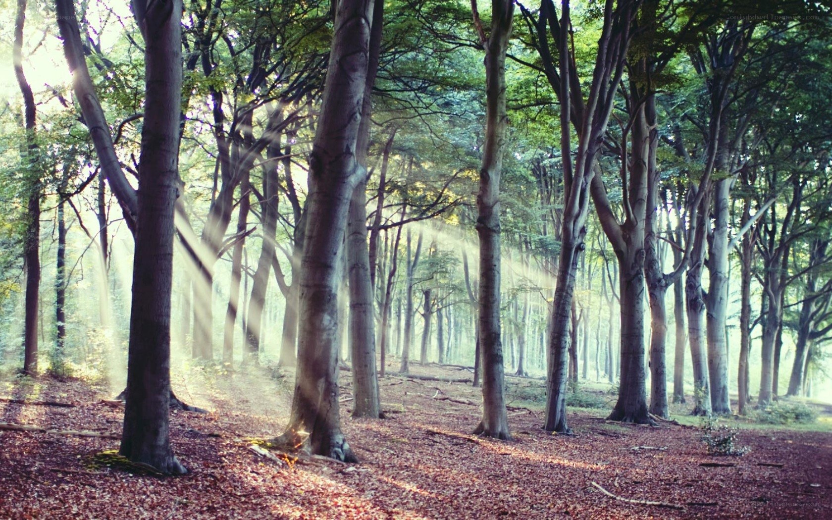 Sunlight through forest trees