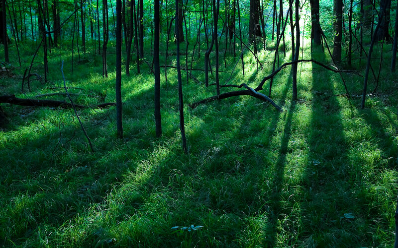 Sunlight through forest trees